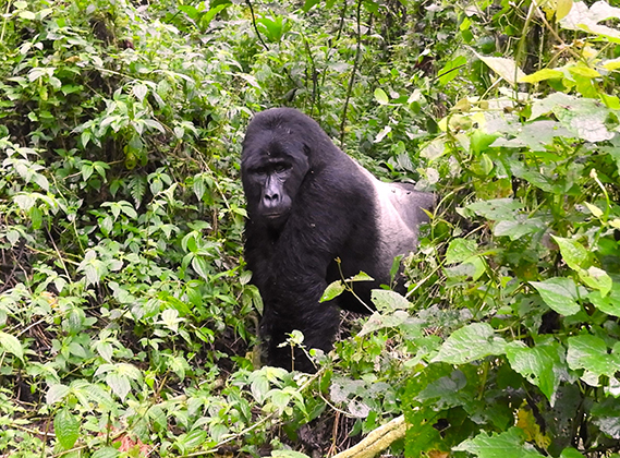 1164 - Gorilla di montagna - Uganda