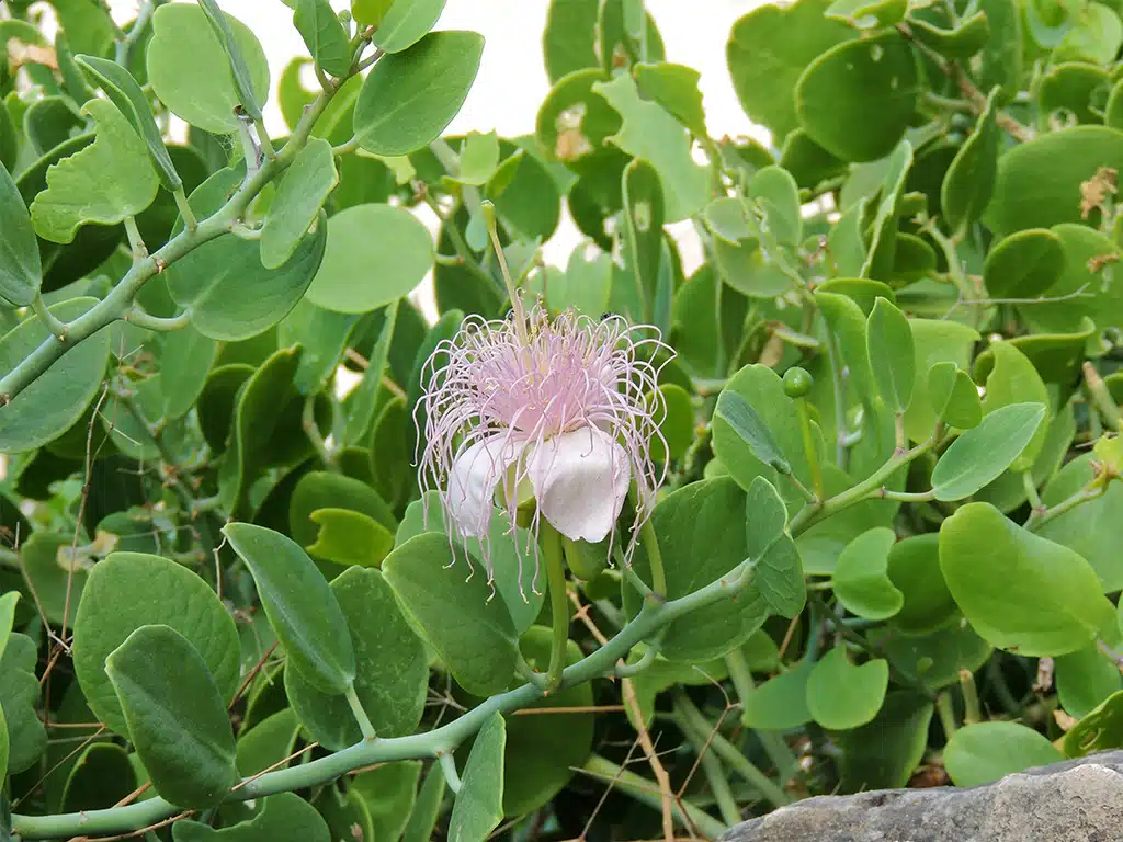 1062 - Fiore di cappero - Oman