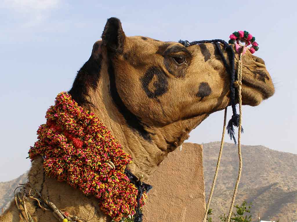 850 - Fiera del cammello a Pushkar - India