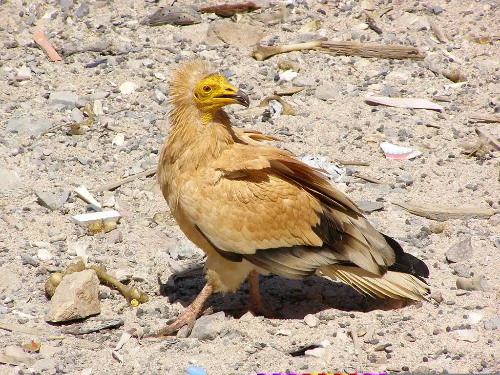 357 - Avvoltoio egiziano capovaccaio nell'isola di Soqotra - Yemen