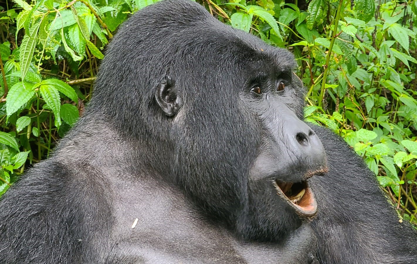 1167 - Gorilla di montagna - Uganda