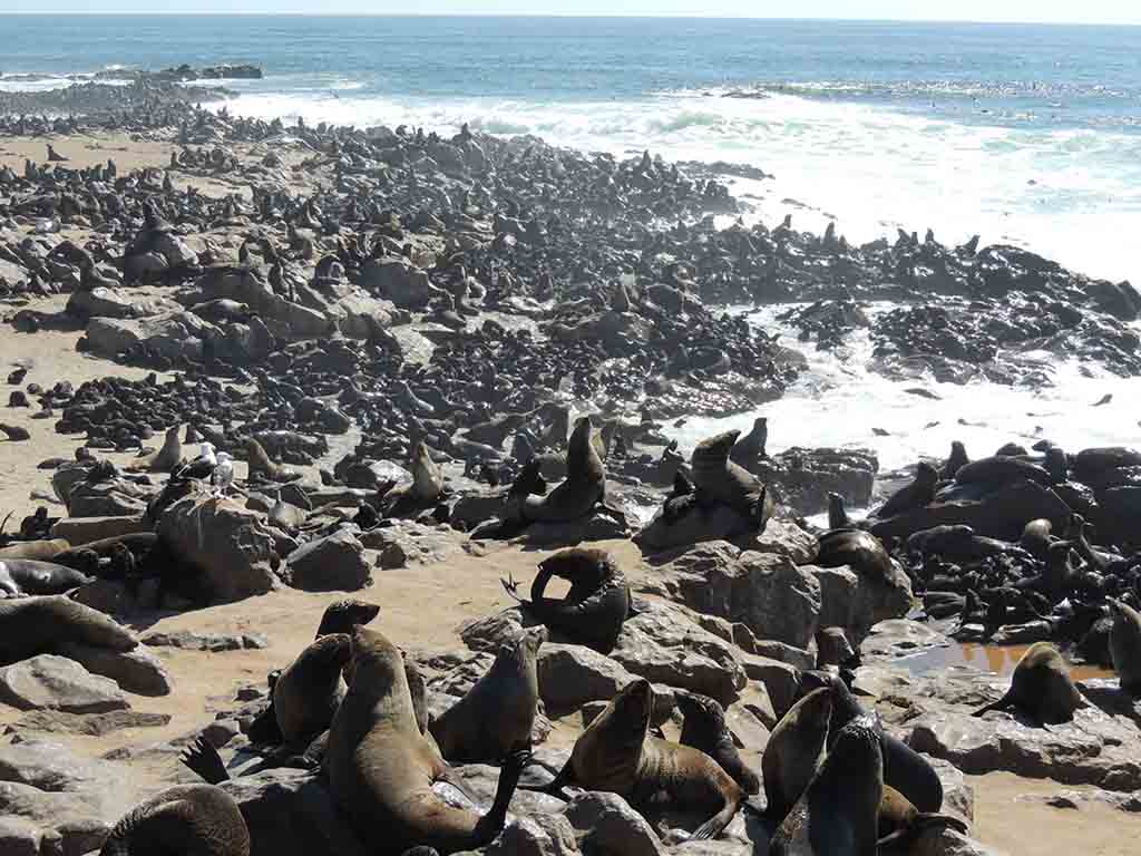 119 - Cape Cross Seal Reserve - Namibia