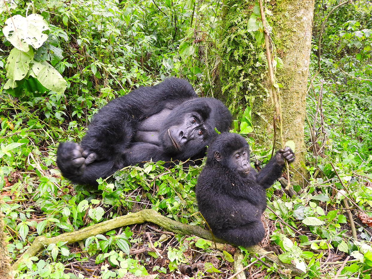 1169 - Gorilla di montagna con cucciolo - Uganda