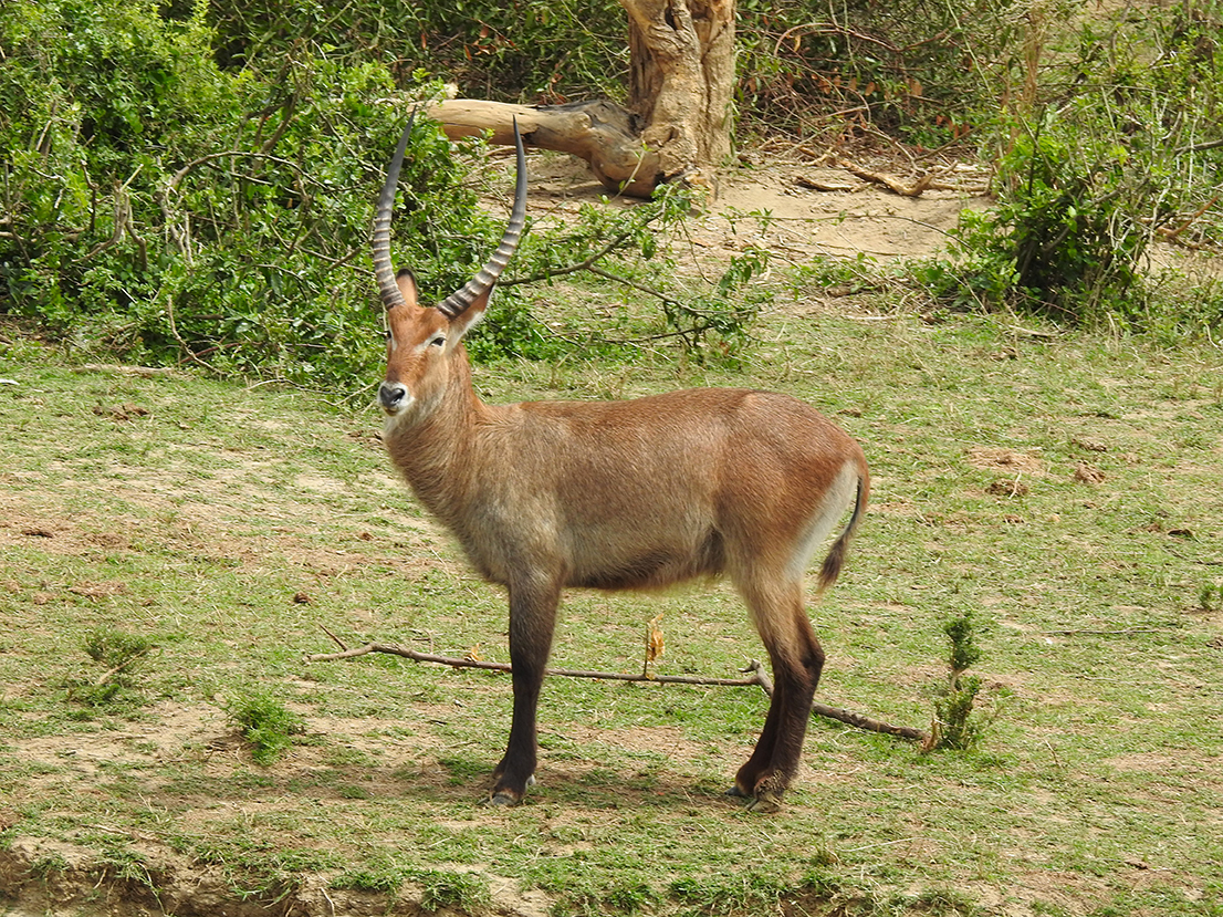 1155 - Antilope waterbuck - Uganda