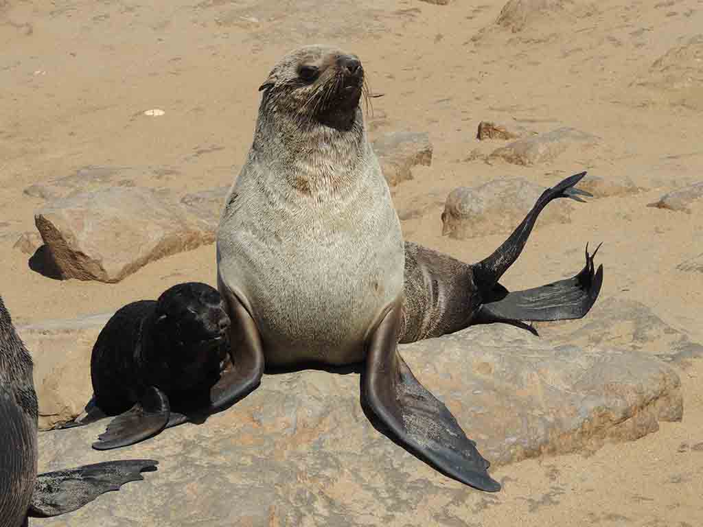 120 - Cape Cross Seal Reserve - Namibia