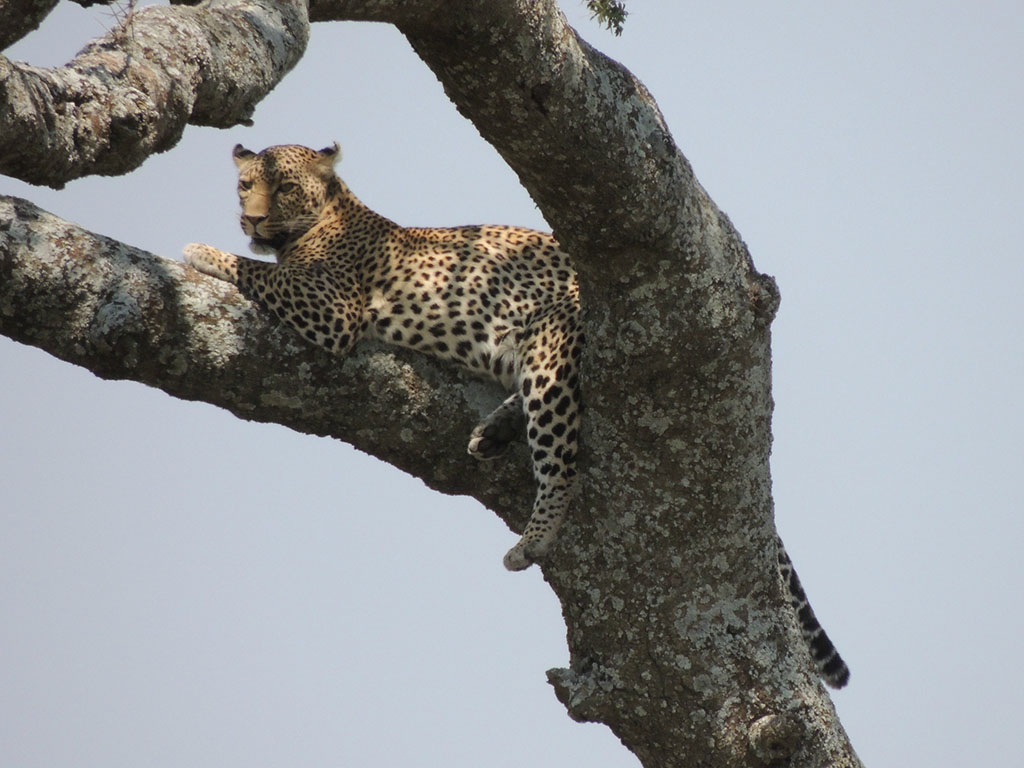 94 - Serengeti National Park - Tanzania