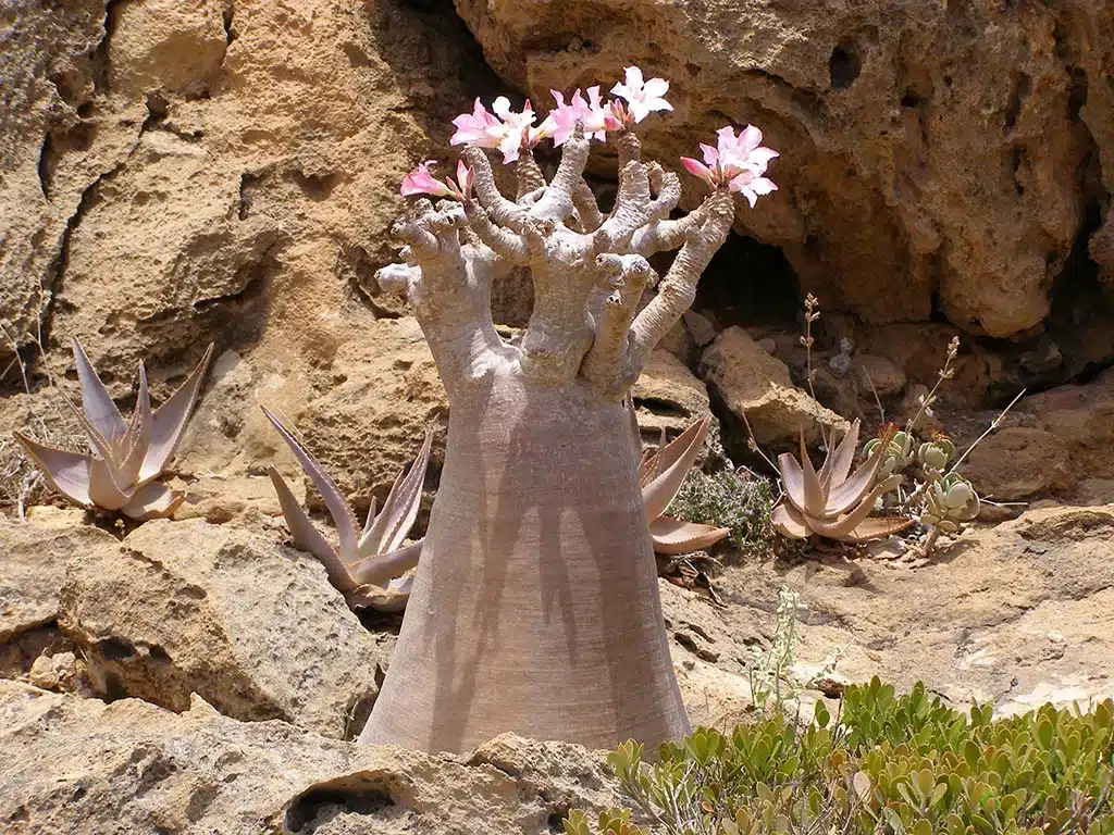 360 - Albero bottiglia nell'isola di Soqotra - Yemen
