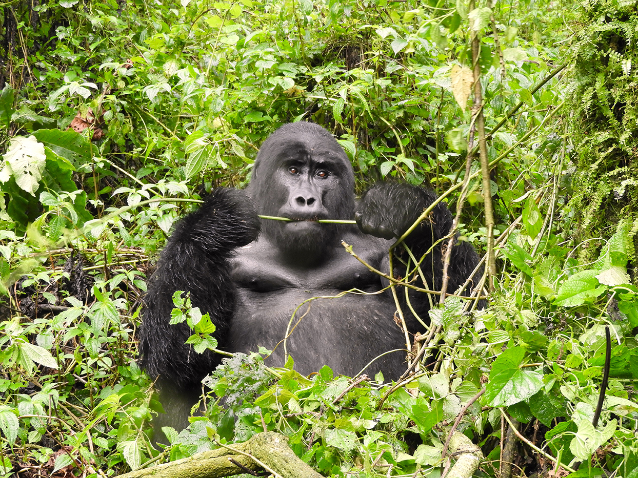 1165 - Gorilla di montagna - Uganda