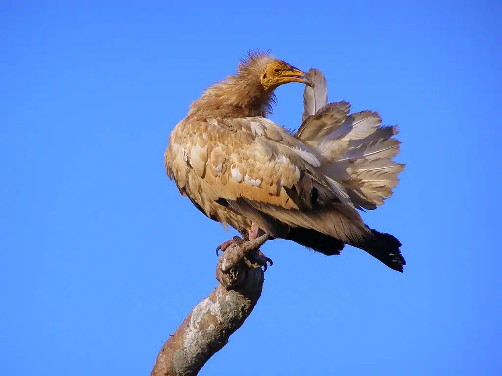 362 - Avvoltoio egiziano capovaccaio nell'isola di Soqotra - Yemen
