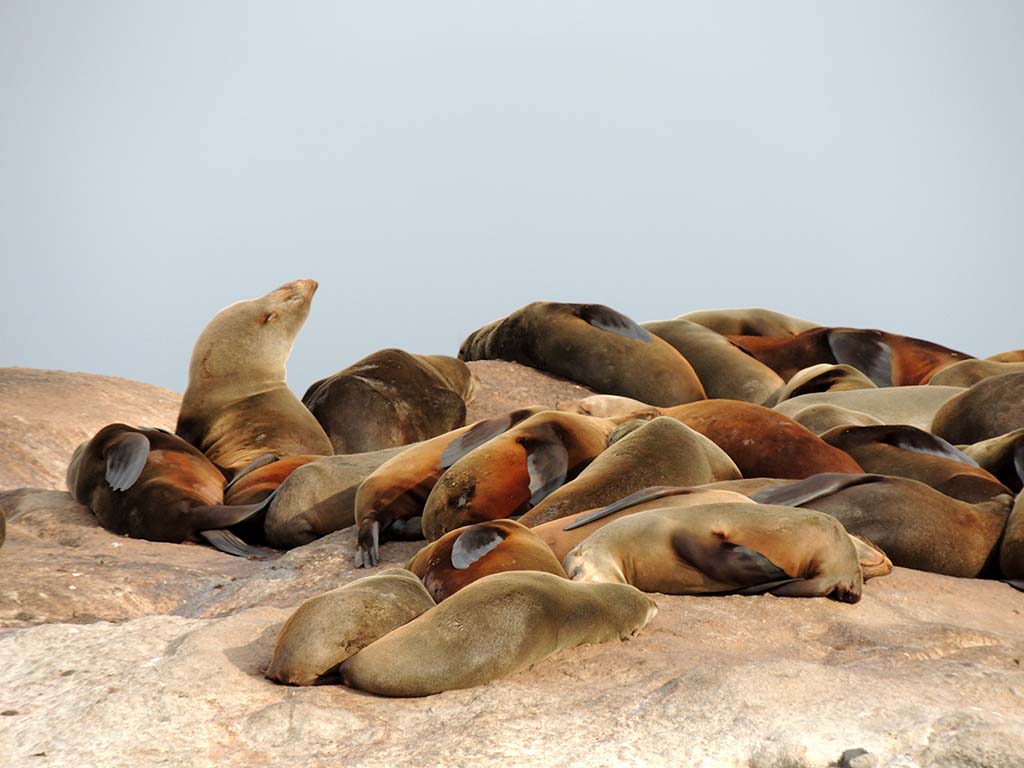 720 - Isola delle foche a Hout Bay nei pressi di Citta' del Capo - Sud Africa