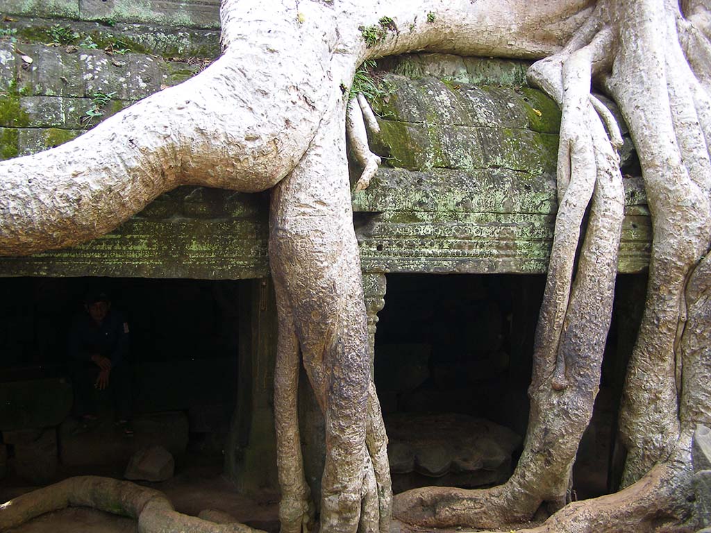 549 - Angkor Wat il tempio Ta Prohm/1 - Cambogia