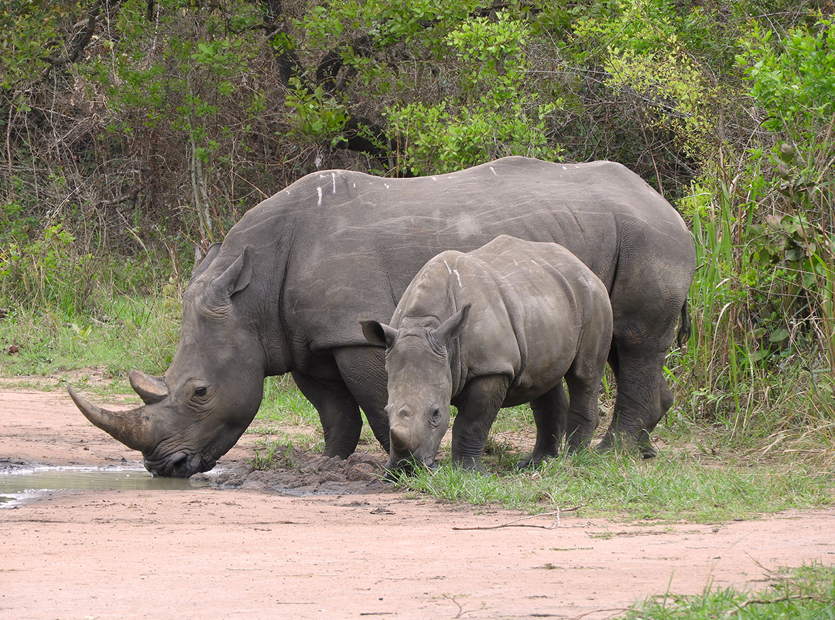 1129 - Rinoceronti - Uganda