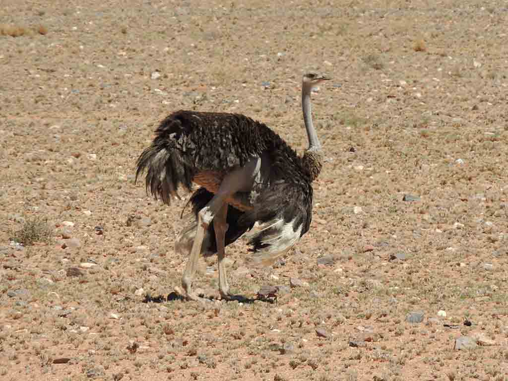 129 - Struzzo - Namibia