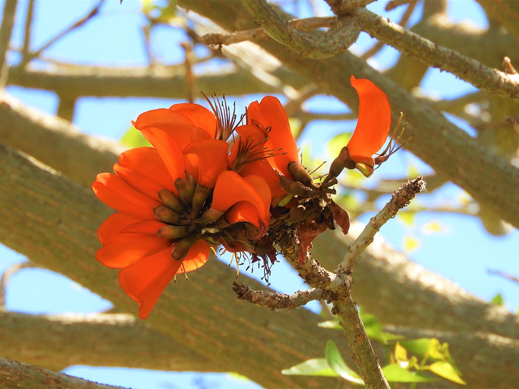 1156 - Fiore di Flamboyant - Marocco