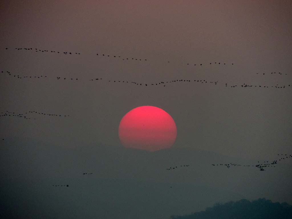 520 - Tramonto con stormi di uccelli nel Parco del Pantanalï¿½ - Brasile