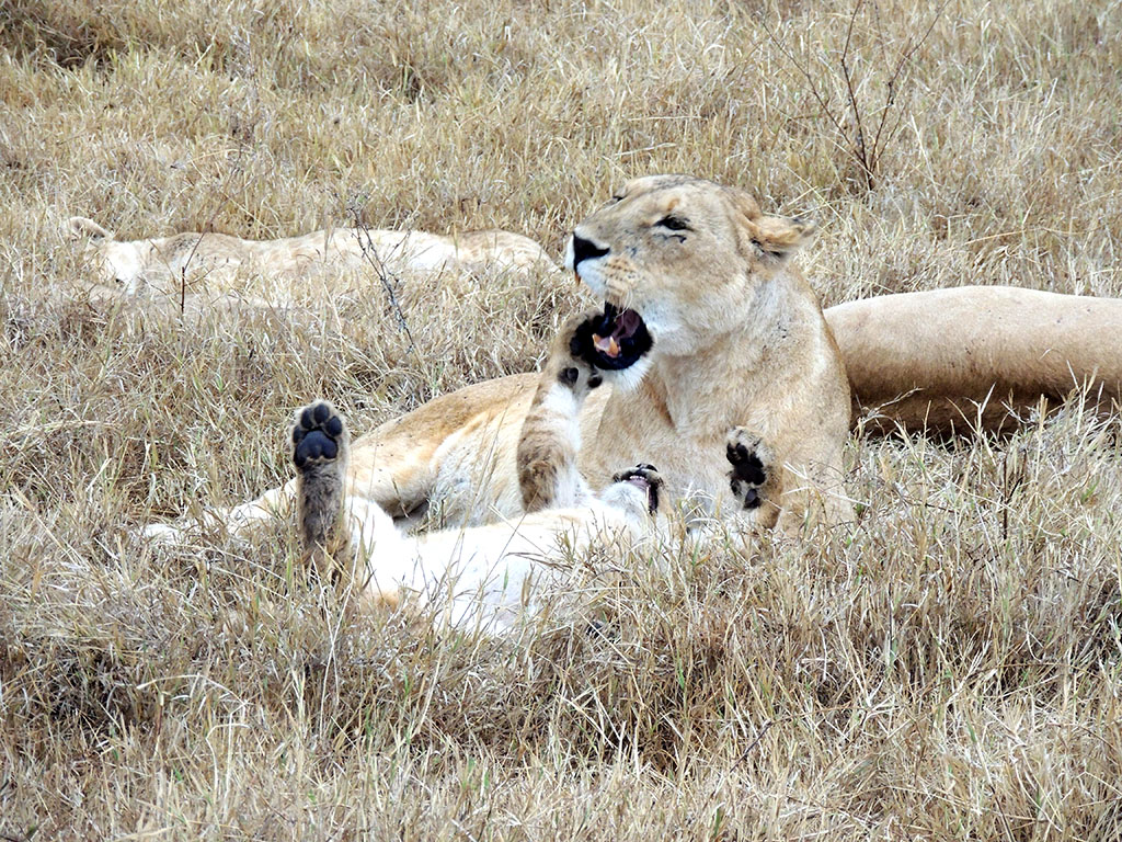 82 - Ngorongoro National Park - Tanzania
