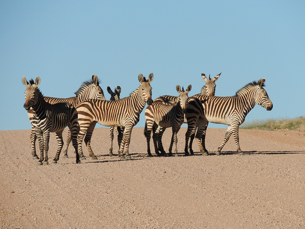130 - Zebre di montagna - Namibia
