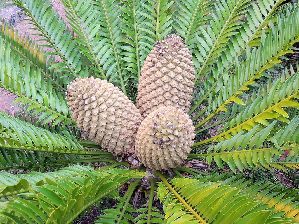 723 - Cuore di palma presso il giardino botanico Kirstenbosch a Citta del Capo - Sud Africa