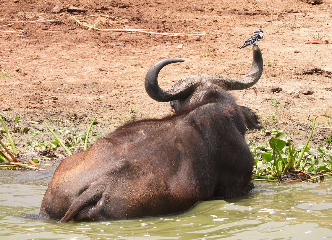 1151 - Bufalo al bagno con uccello del sole - Uganda