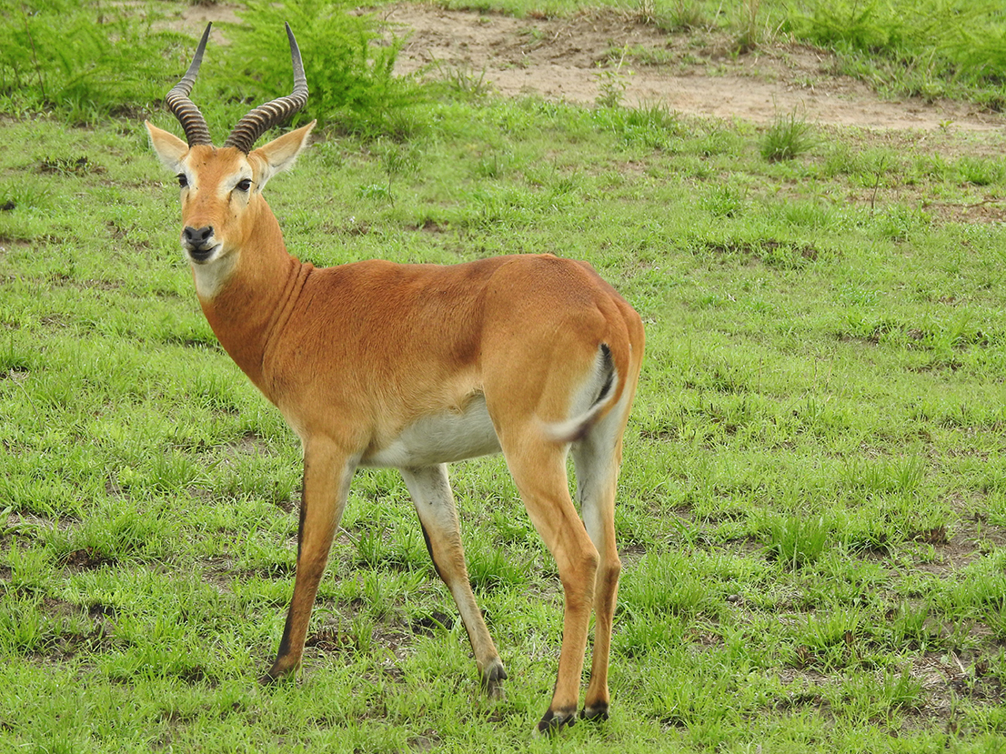 1157 - Antilope kob - Uganda