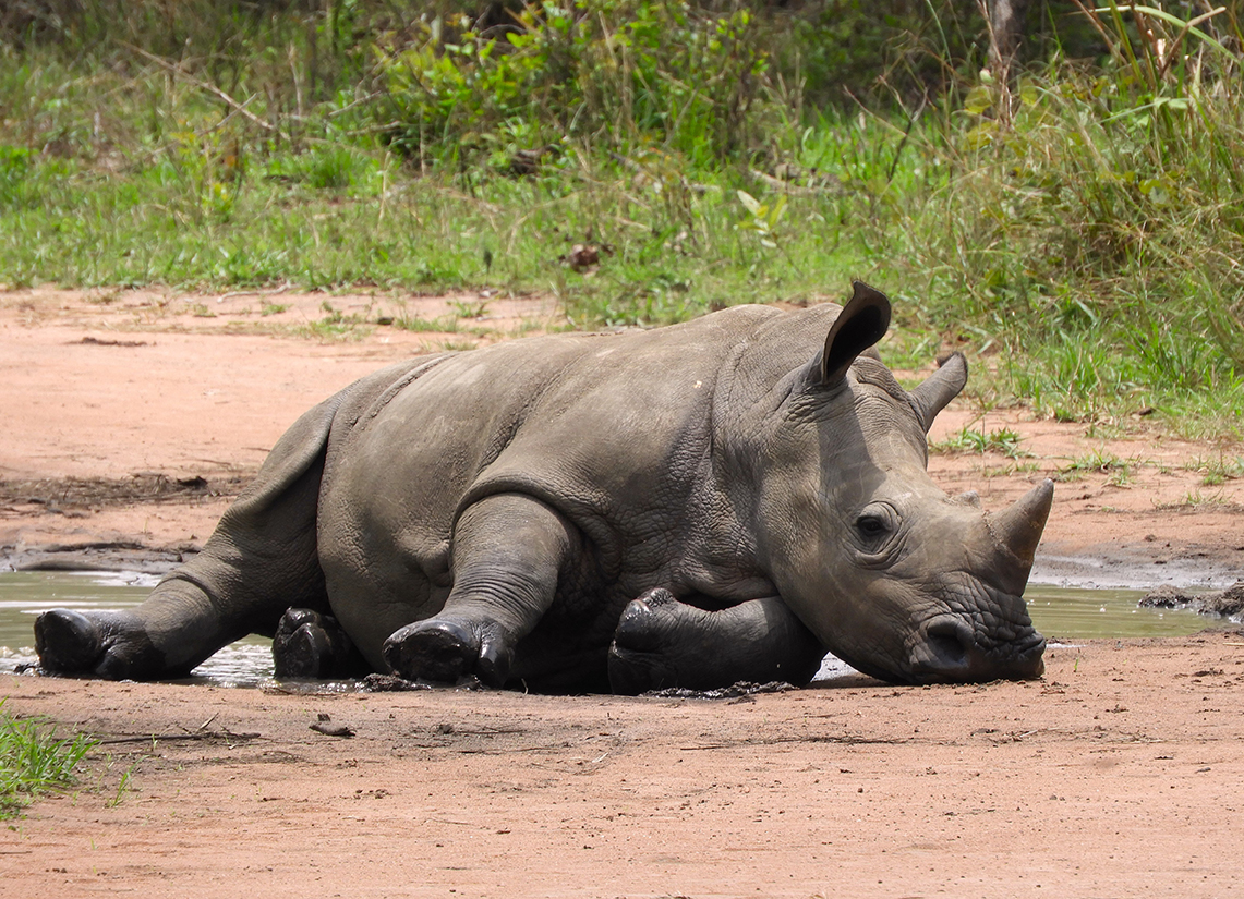1130 - Rinoceronti - Uganda
