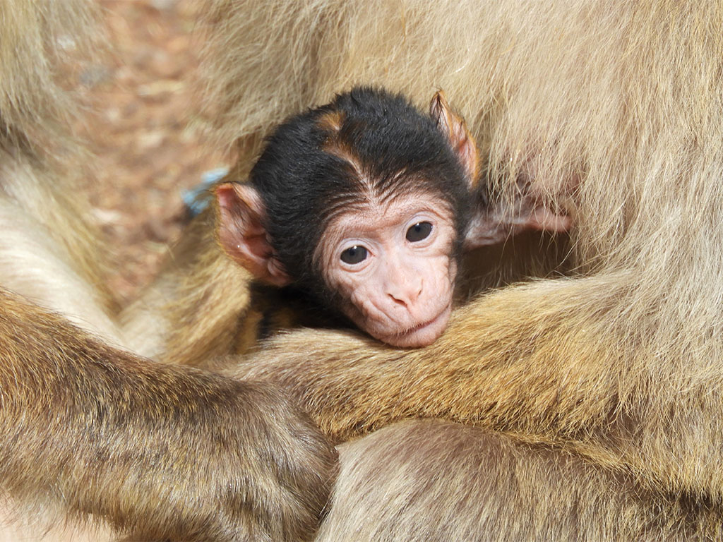 1173 - Cucciolo di macaco nel Parco Nazionale di Ifrane - Marocco