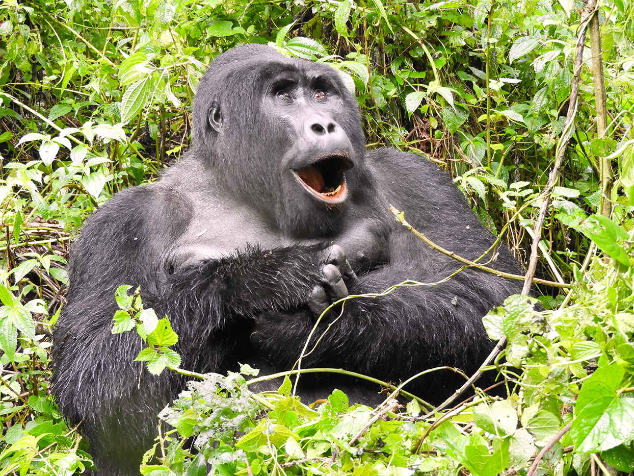 1166 - Gorilla di montagna - Uganda