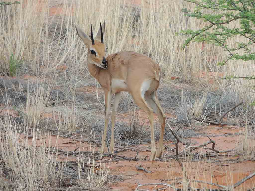 134 - Kalahari - Namibia