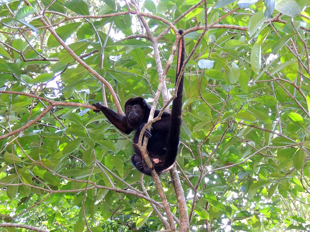 407 - Parco Tortuguero - Scimmia urlatrice - Costa Rica