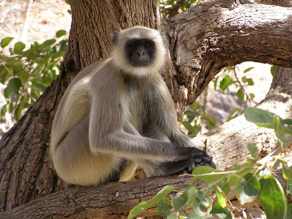 849 - Scimmia della specie Endello di Semnopithecus - India