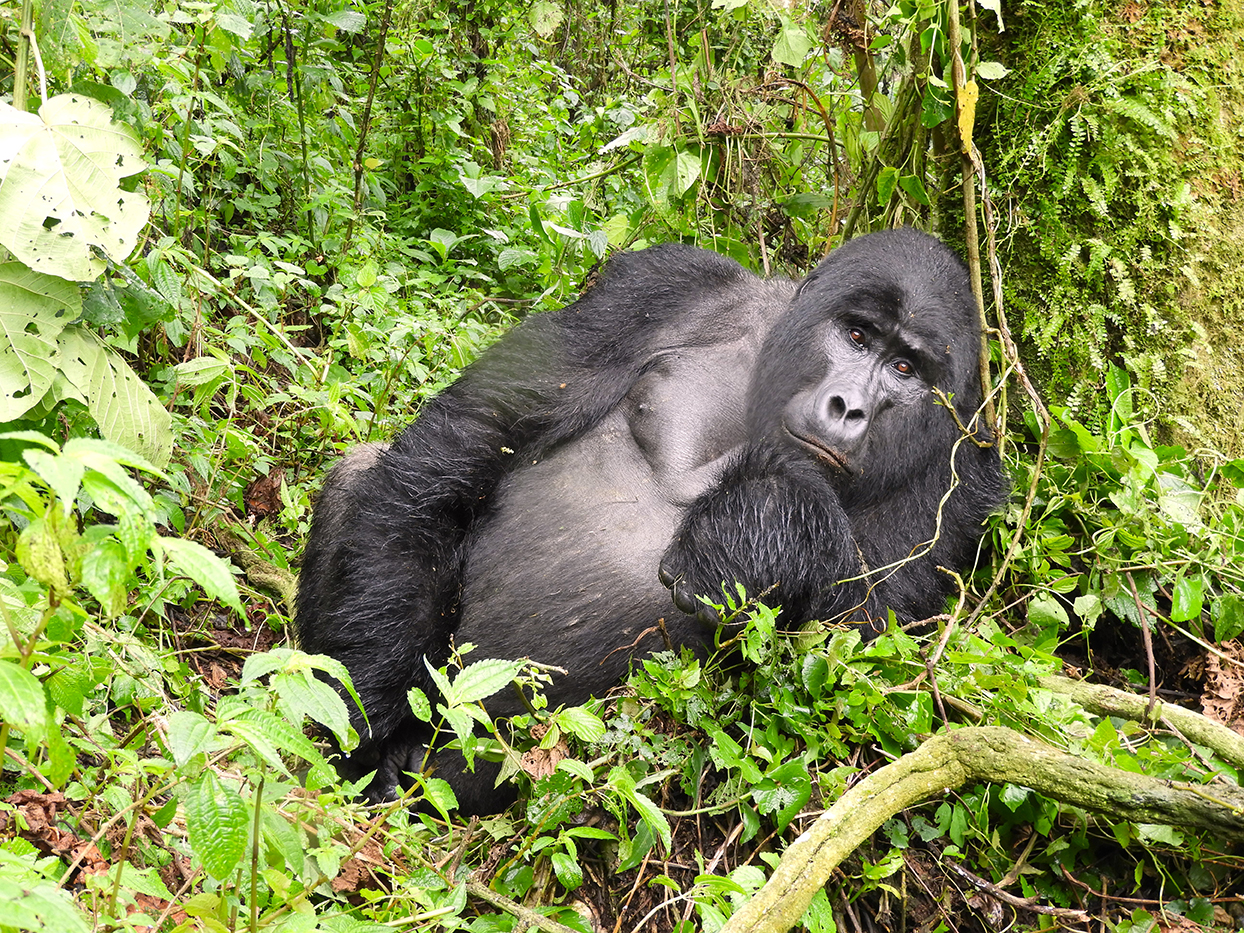 1168 - Gorilla di montagna - Uganda