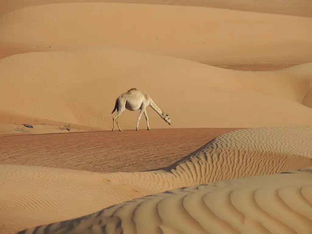 1056 - Dromedario nel deserto - Oman