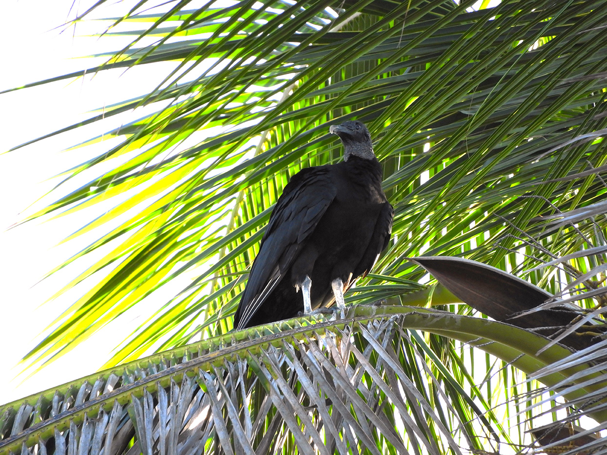 1209 - 002 - Avvoltoio - Brasile