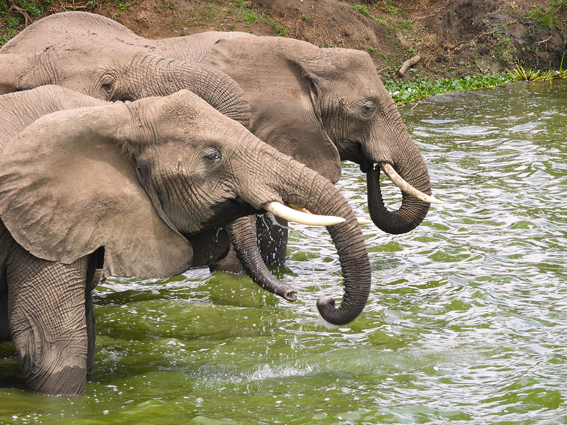 1149 - Elefanti - Uganda