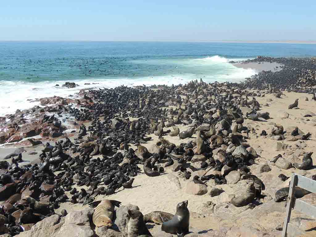 104 - Cape Cross Seal Reserve - Namibia