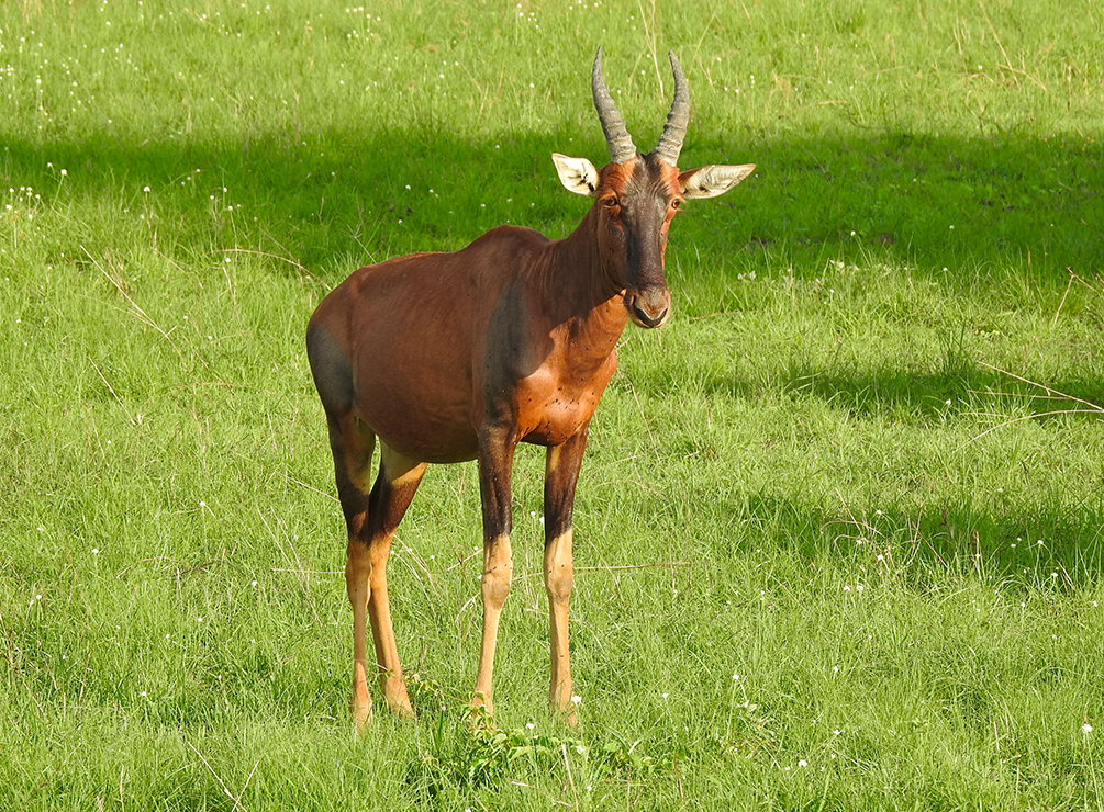 1147 - Antilope Topi - Uganda