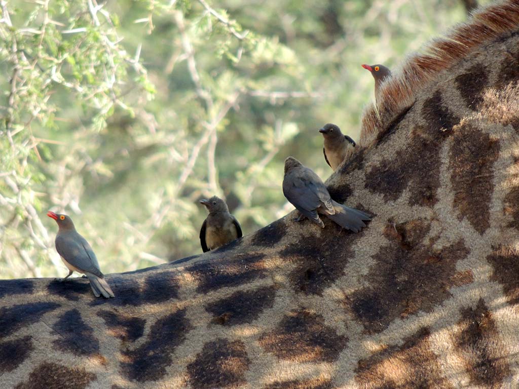 714 - Uccelli mangia parassiti sul collo di una giraffa a Mpumalanga - Sud Africa