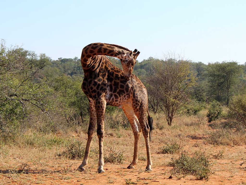 713 - Giraffa nella riserva di Mpumalanga - Sud Africa