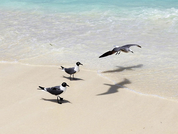 1067 - Gabbiano in volo con due ombre sulla sabbia a Cayo Santa Maria - Cuba - Cuba