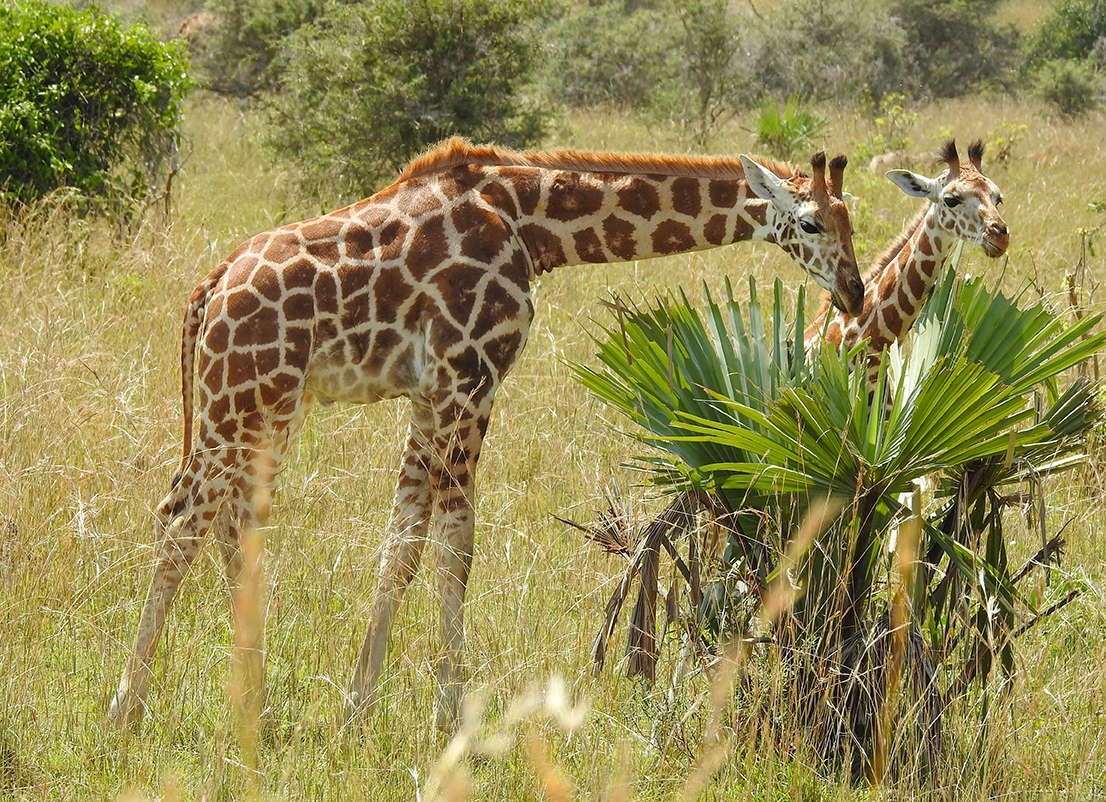 1137 - Giraffe - Uganda