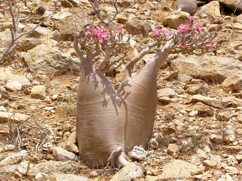 361 - Albero bottiglia nell'isola di Soqotra - Yemen