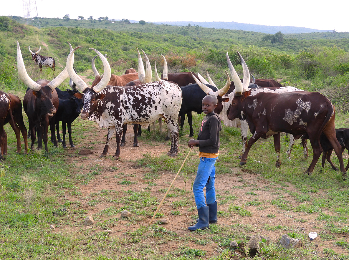 1142 - Mucche ankole watusi - Uganda