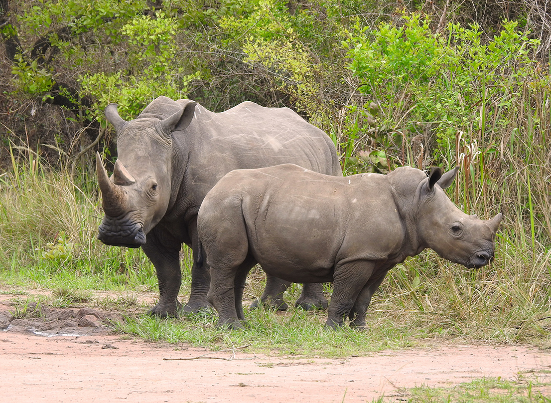 1131 - Rinoceronti - Uganda