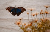 Farfalle, cimici e zanzare sono piÃ¹ antichi <br> di quanto pensiamo