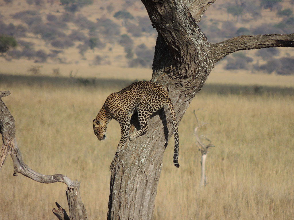 95 - Serengeti National Park - Tanzania