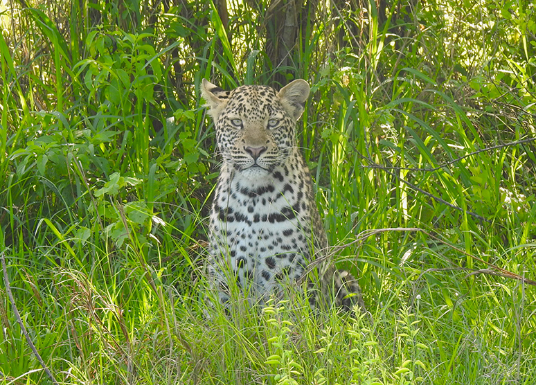 1159 - Leopardo - Uganda