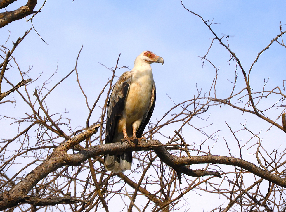 1134 - Avvoltoio di palma da cocco - Uganda