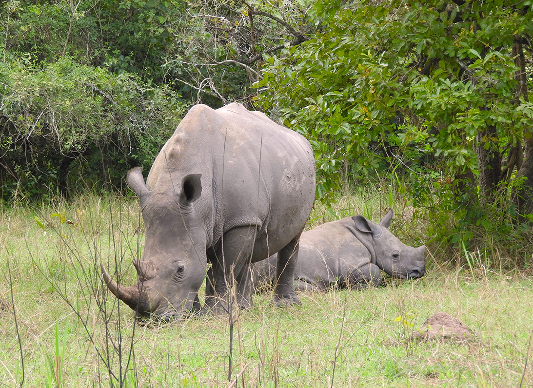 1128 - Rinoceronti - Uganda
