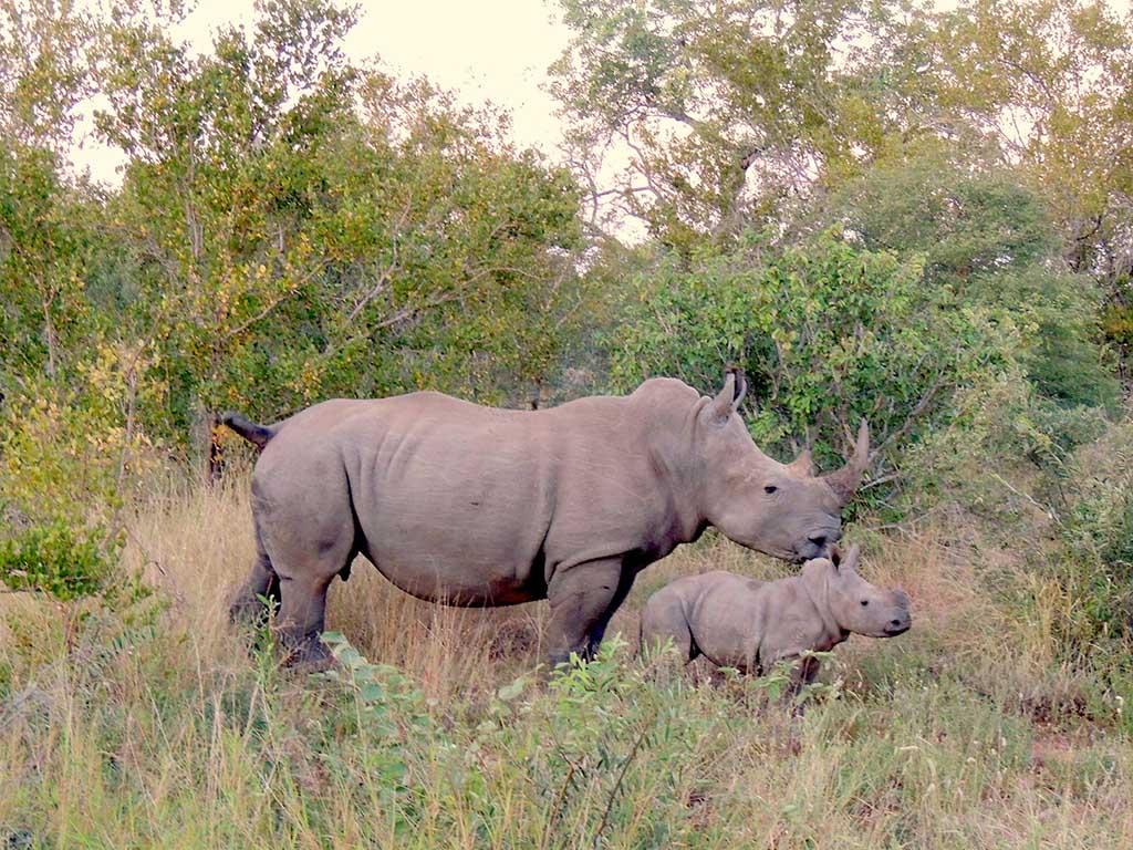 716 - Rinoceronte con cucciolo nella riserva di Mpumalanga - Sud Africa