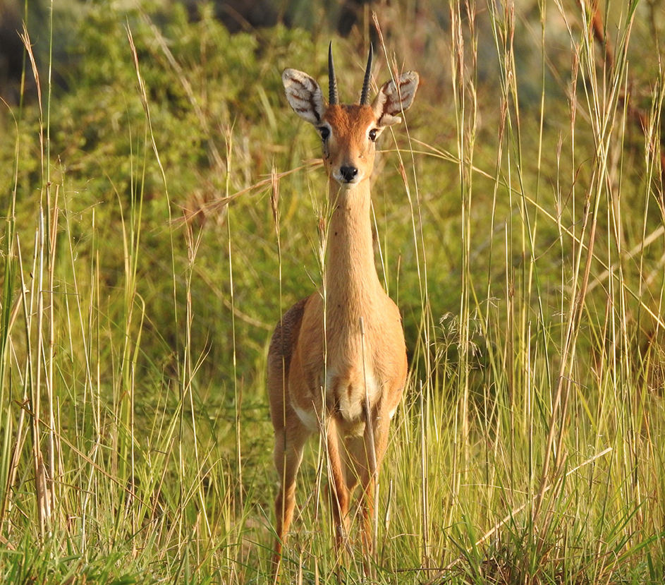 1156 - Antilope oribi - Uganda